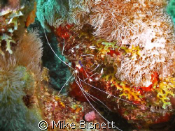Coral banded shrimp. by Mike Bisnett 